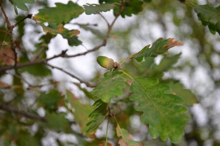Oak tree acorn