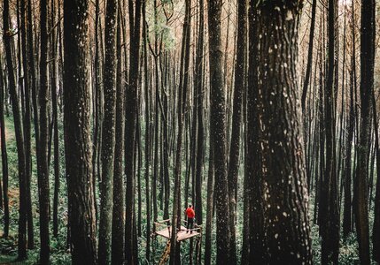 Trees plants forest