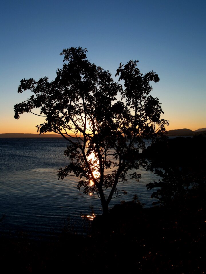 Evening tree shadow