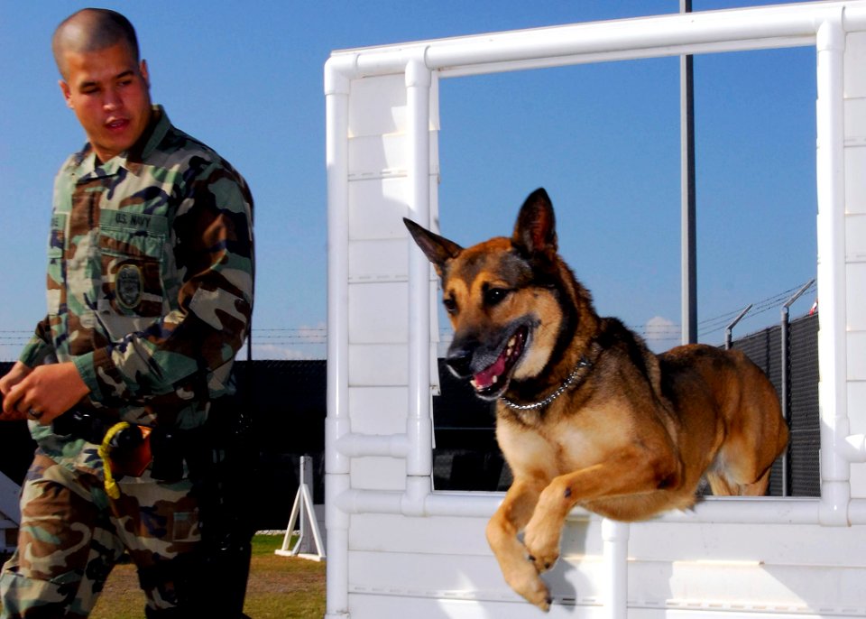 US Navy 081112-N-0780F-002 Military working dog Laika jumps through a window as her handler Master-at-Arms Seaman Logan McMichael eads her through the K-9 obstacle course
