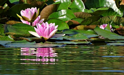 Lotus flower lily