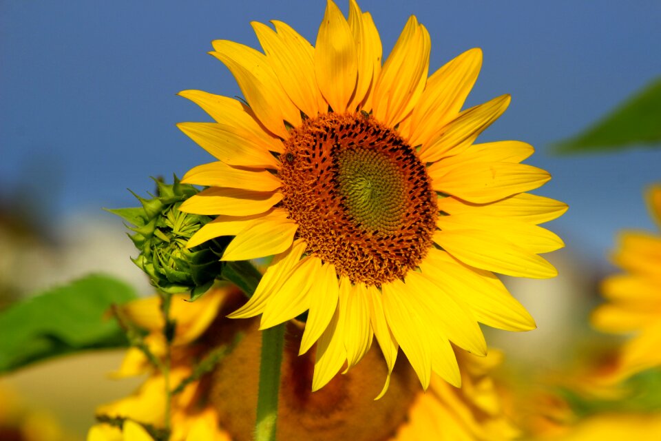 Blossom bloom yellow