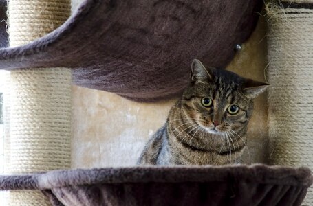 Tomcat cat's eyes tabby