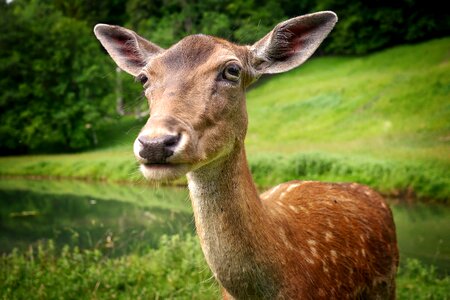 Nature meadow roe deer