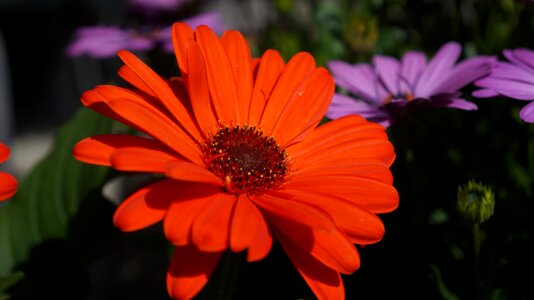 Summer garden vibrant