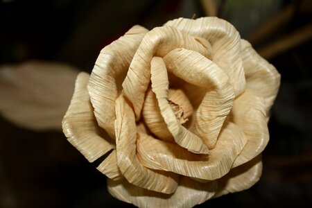 Rosa straw detail