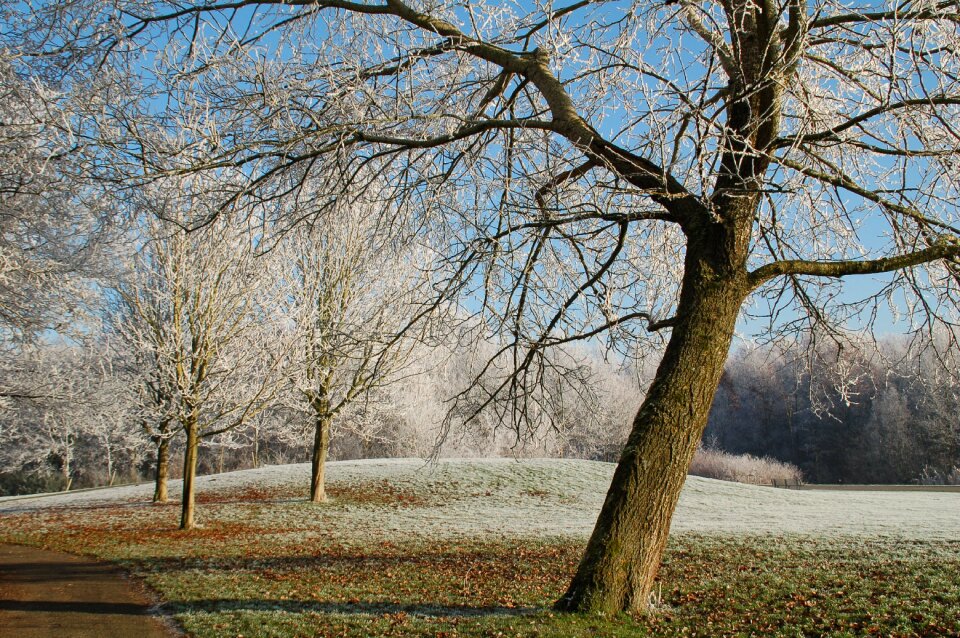 Nature branch snow