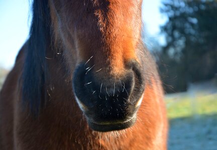 Nostrils strong brown equine photo