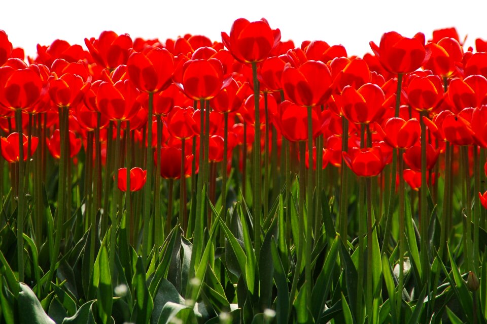 Garden flowers group