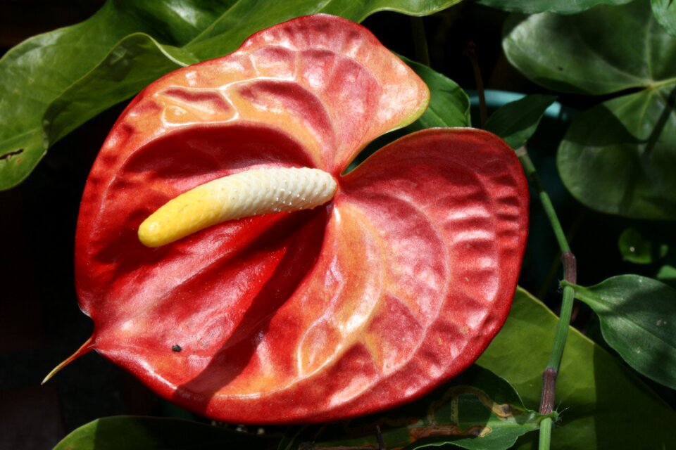Flower anthurium plants