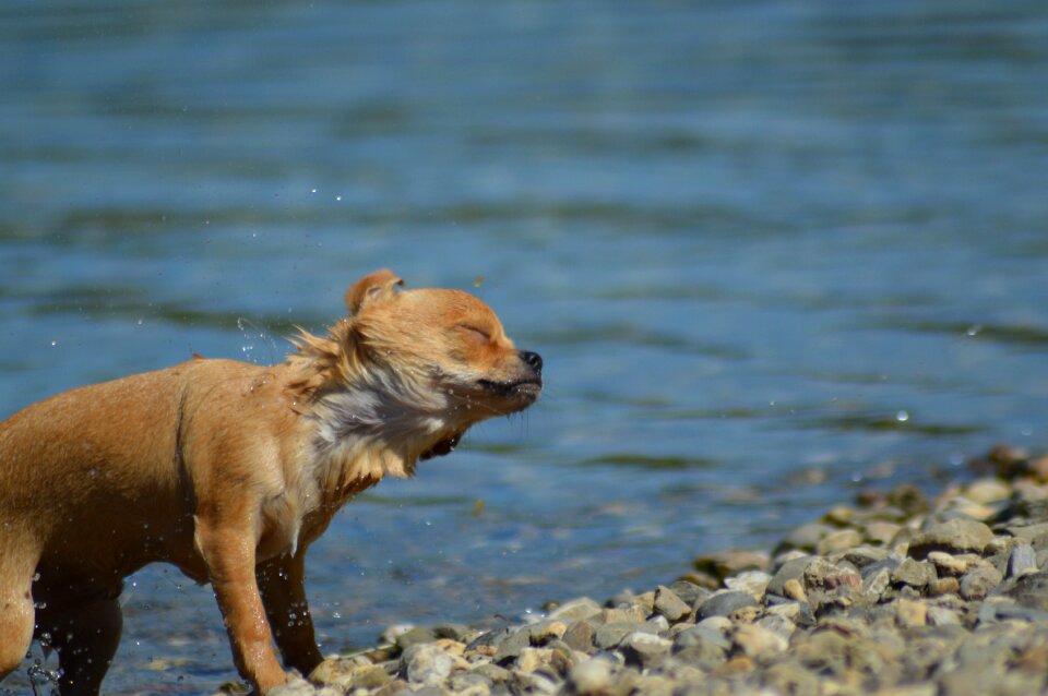 Animals puppies cute