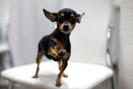 Dog toy terrier pets