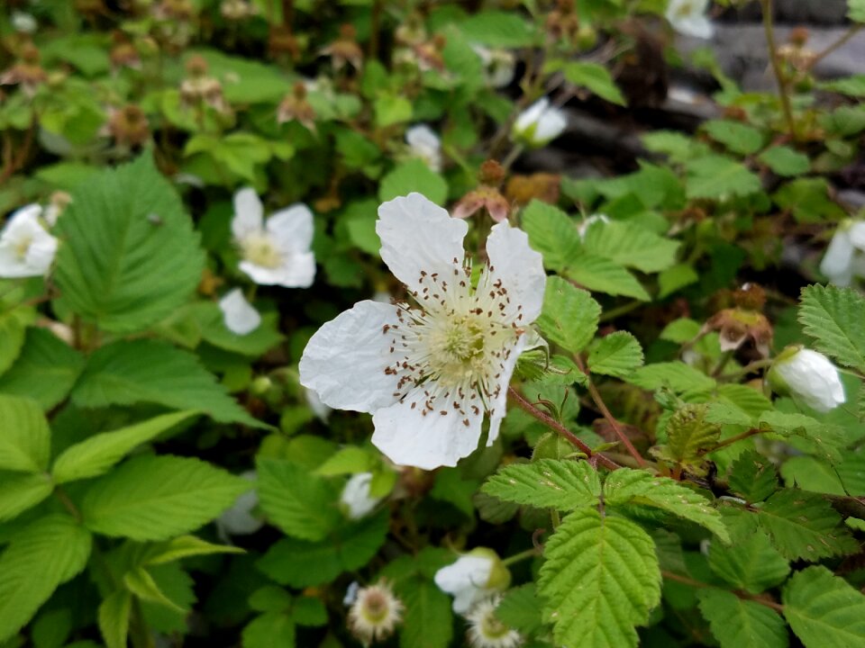 White flowers little