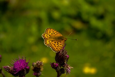 Butterfy pointed flower insect