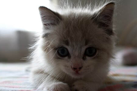 Cat kitten feline photo