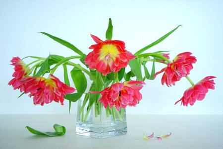 Tulip bouquet vase glass vase photo