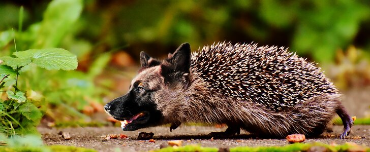 Wildlife nature animal