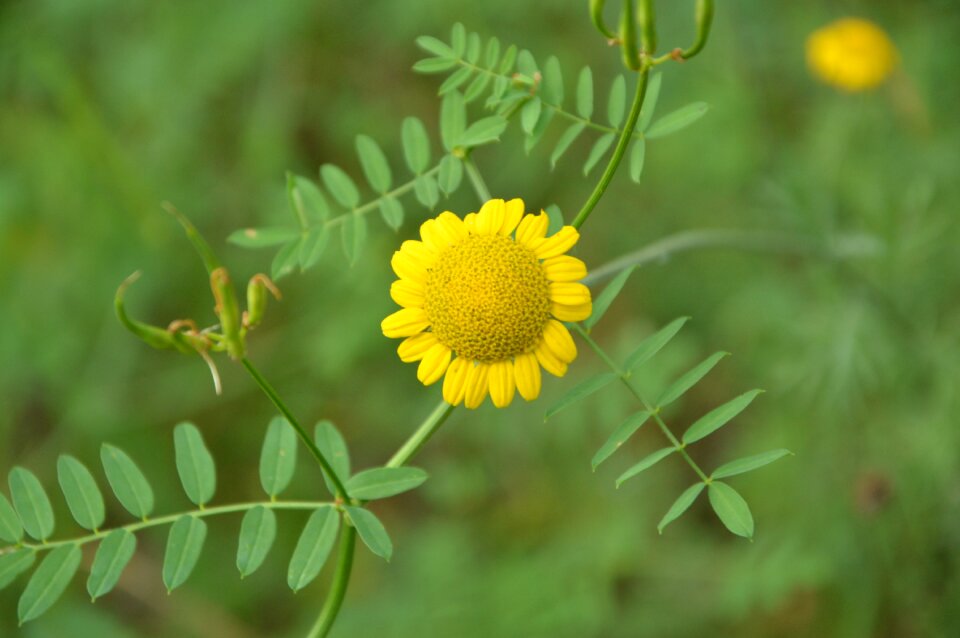 Flowers yellow closeup