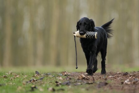 Hunting training desktop background