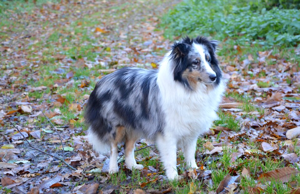 Blue merle domestic animal familiar