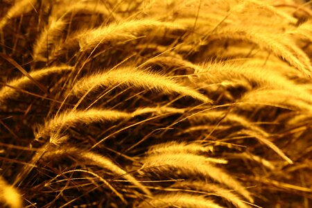 Landscape plant evening