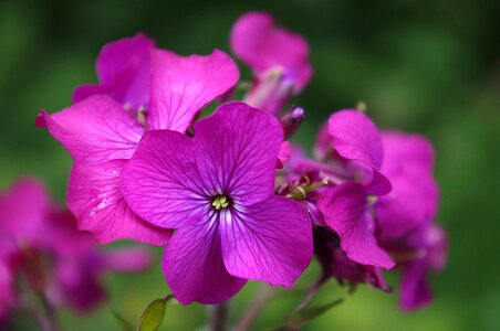 Garden plant flower photo