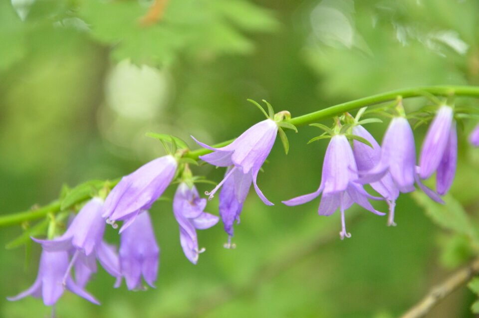 Flowers purple closeup