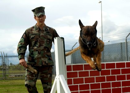 US Navy 090128-N-5821P-004 Master-at-Arms 2nd Class David Gutierrez performs training exercises with Rico, a Military Working Dog photo