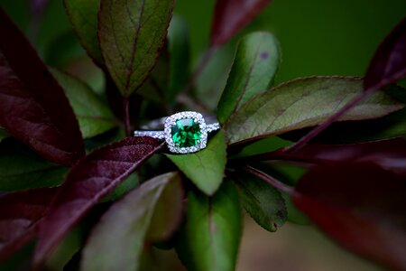 Tree engagement nature