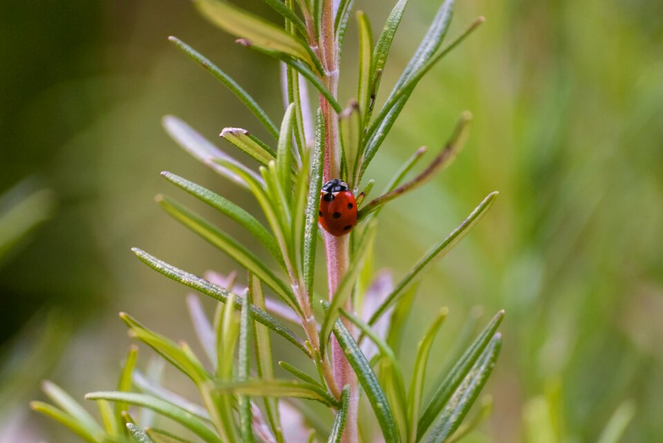 Plant close up ladybug
