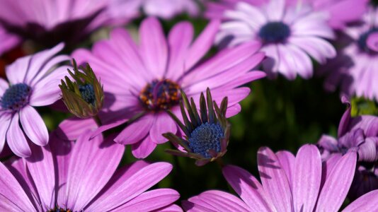 Garden summer spring