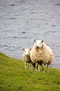 Pasture schäfchen wool photo