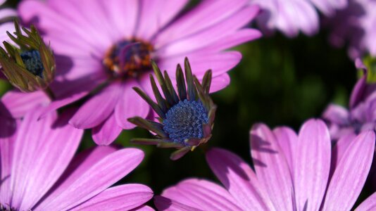 Summer garden pollen