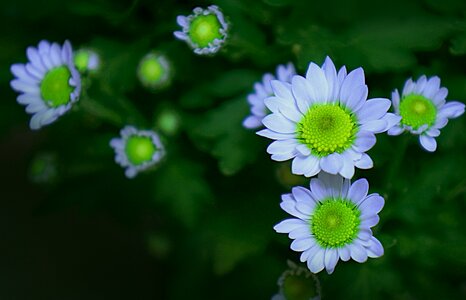 Flower natural chrysanthemum photo