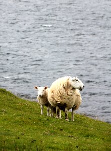 Pasture schäfchen wool photo