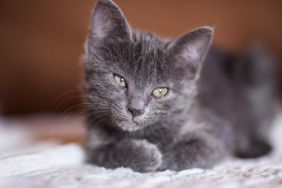 Pets animal overview