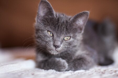Pets animal overview