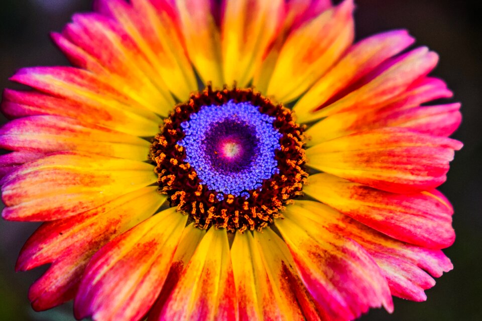 Flower nikonphotography macro