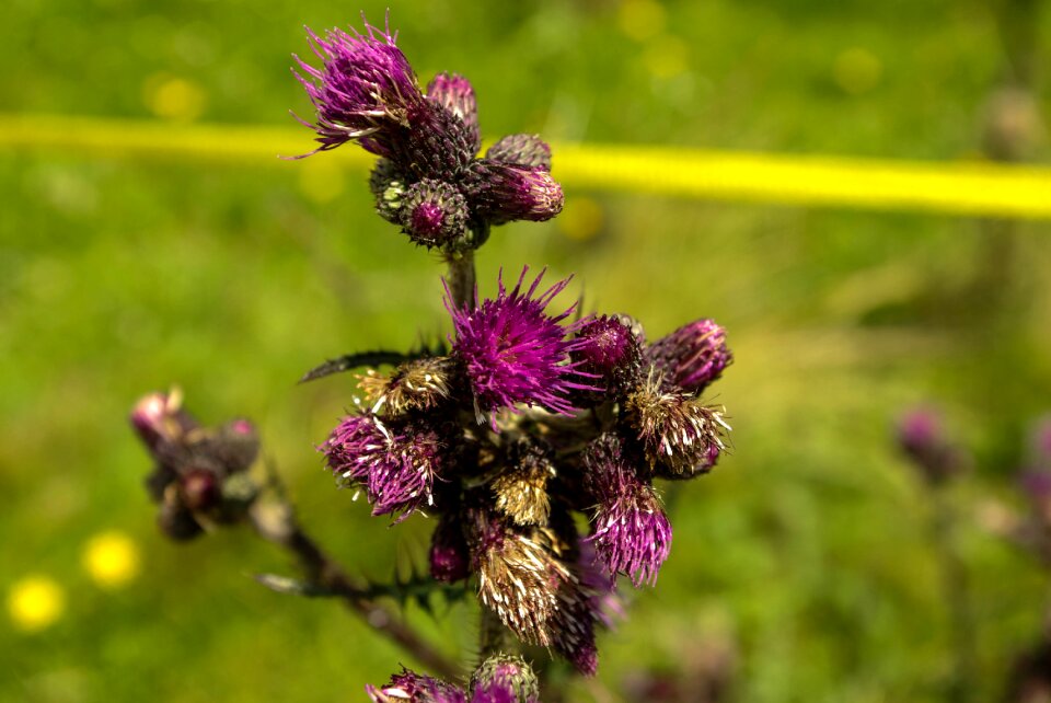 Plant nature prickly thistle flower photo