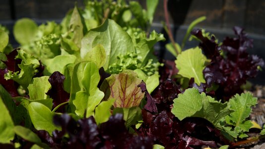 Nature vegetable lettuce