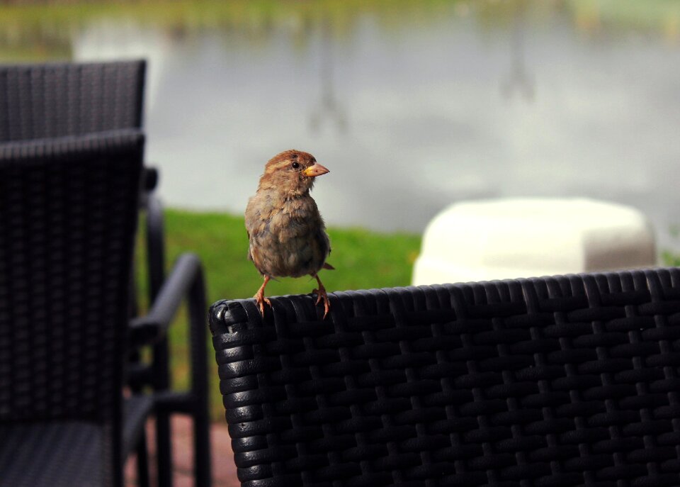 Wings love nature photo