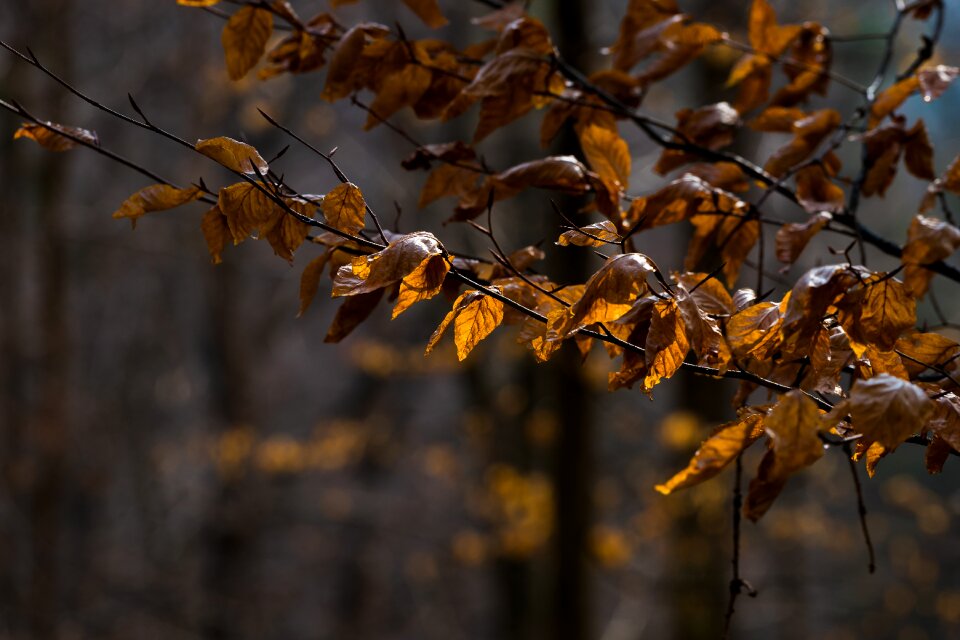 Tree season leaves