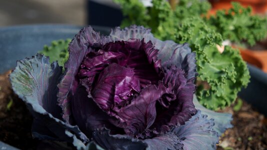 Flora vegetable growth