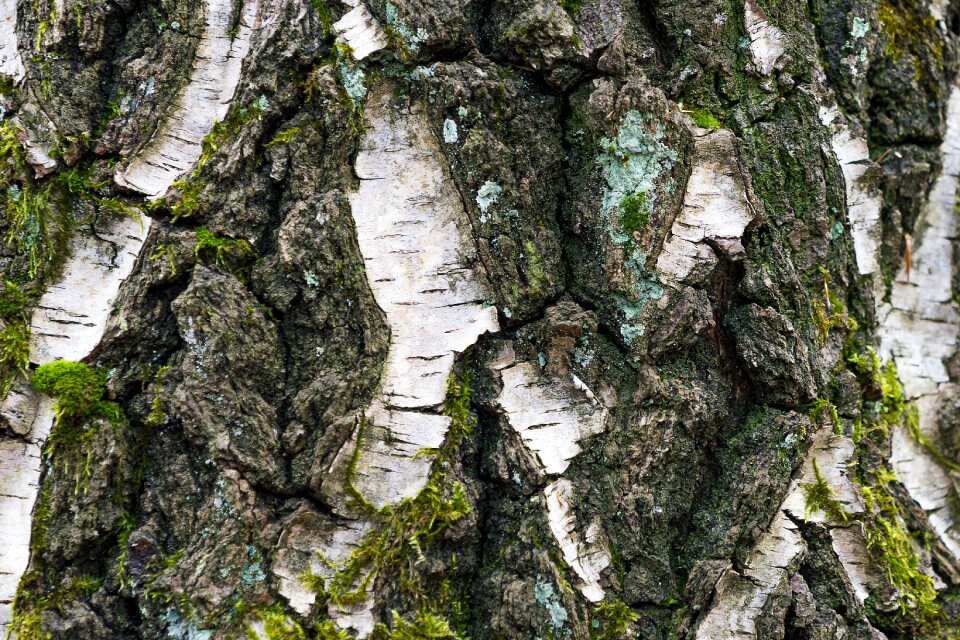 Wood pattern structure