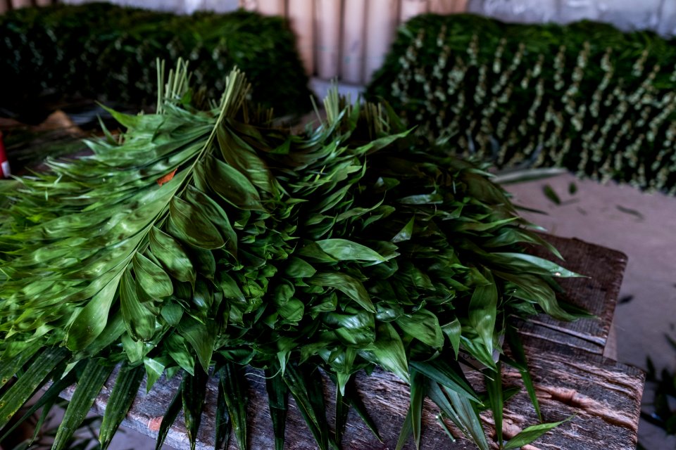 USAID Measuring Impact Conservation Enterprise Retrospective (Guatemala; Rainforest Alliance) (39407398445)