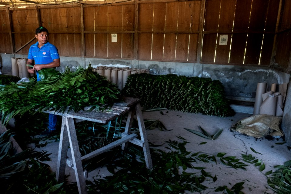 USAID Measuring Impact Conservation Enterprise Retrospective (Guatemala; Rainforest Alliance) (38495396280)