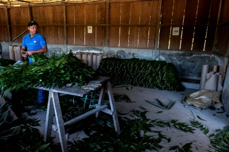 USAID Measuring Impact Conservation Enterprise Retrospective (Guatemala; Rainforest Alliance) (38495396280)