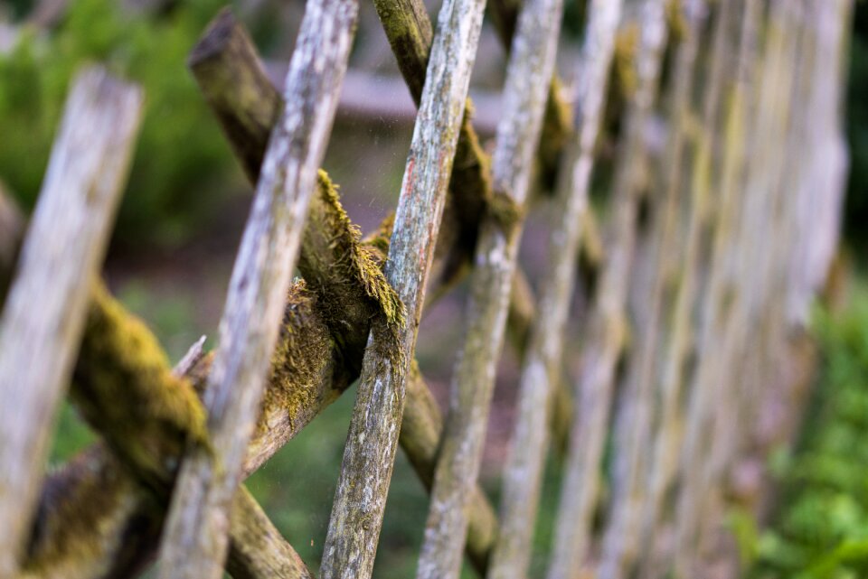 Old fence old moosbedeckt