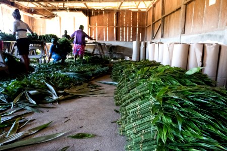 USAID Measuring Impact Conservation Enterprise Retrospective (Guatemala; Rainforest Alliance) (39593187654)