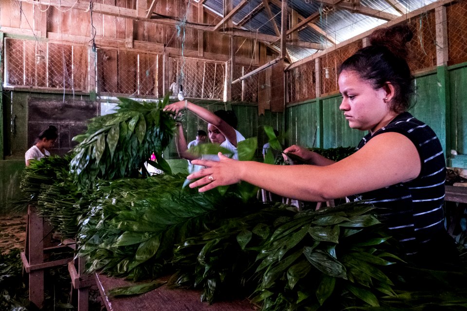 USAID Measuring Impact Conservation Enterprise Retrospective (Guatemala; Rainforest Alliance) (40304835231)